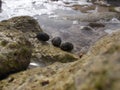 Marine conch marine mollusc of turtle island in the coastal zone beach caldera / venezuela