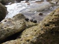 Marine conch marine mollusc of turtle island in the coastal zone beach caldera / venezuela