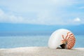 Marine conch of shelfish nautilus on the white sand tropical beach with turquise sea background