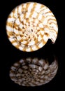 Marine Cone Snail Shell Royalty Free Stock Photo