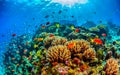 Animals of the underwater marine world. Ecosystems. Colorful tropical fish. Life on the coral reef Royalty Free Stock Photo