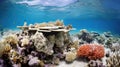 marine coral reef bleaching