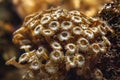 Marine coral in the shape of brown mushrooms