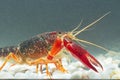 Marine crayfish in the aquarium Royalty Free Stock Photo