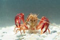 Marine crayfish in the aquarium Royalty Free Stock Photo