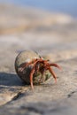 Marine crustacean in the seashell on blurred background, Olginka, Russia