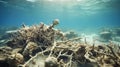 marine dead coral Royalty Free Stock Photo