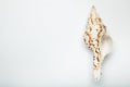 Marine empty shell of natural color. White background Royalty Free Stock Photo