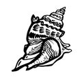 Marine fauna shell seashell live line style hand drawn black ink.