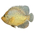 Marine Fish Royalty Free Stock Photo