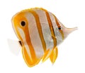 Marine fish, beak coralfish, copperband butterflyf Royalty Free Stock Photo