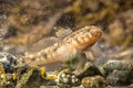 Marine fish Black Goby