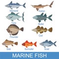 Marine Fish Identification Slate With Names