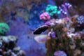 Marine Fish isolated Royalty Free Stock Photo
