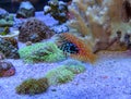 Marine fish leopard wrasse swimming