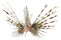 Marine fish, lion fish isolated on white backgroun Royalty Free Stock Photo