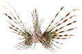 Marine fish, lion fish isolated on white backgroun