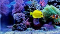 Marine Fish in Marine aquarium Royalty Free Stock Photo