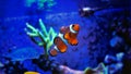 Marine Fish in Marine aquarium Royalty Free Stock Photo