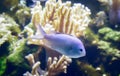 Marine fish swimming in the aquarium. Royalty Free Stock Photo