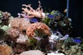 Marine Fish - Tropical Coral Reef Royalty Free Stock Photo