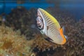 Marine fishes with beautiful coral reef