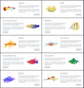 Marine Fishes Collection Color Vector Illustration