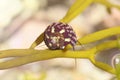 Marine flat top shell gastropod, Gibbula umbilicalis, on an alga