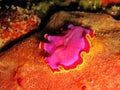 Marine Flatworm