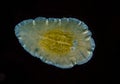 Marine flatworm - Planaria, crawling on the glass, Black Sea Royalty Free Stock Photo