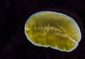 Marine flatworm - Planaria, crawling on the glass, Black Sea Royalty Free Stock Photo