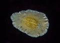 Marine flatworm - Planaria, crawling on the glass, Black Sea Royalty Free Stock Photo