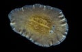 Marine flatworm - Planaria, crawling on the glass, Black Sea