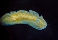 Marine flatworm - Planaria, crawling on the glass, Black Sea Royalty Free Stock Photo