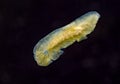 Marine flatworm - Planaria, crawling on the glass, Black Sea Royalty Free Stock Photo