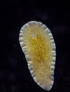 Marine flatworm - Planaria, crawling on the glass, Black Sea Royalty Free Stock Photo