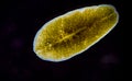 Marine flatworm - Planaria, crawling on the glass, Black Sea Royalty Free Stock Photo