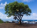 Marine floats hang from tree