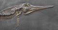 Marine fossil reptil Royalty Free Stock Photo