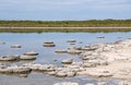 Marine Fossils in Lake Thetis Royalty Free Stock Photo