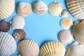 Marine frame made of Japanese sea scallop seashells on a blue background. close-up