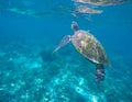 Marine green turtle in aqua blue water. Tropical sea animal. Underwater photo of big sea turtle. Royalty Free Stock Photo