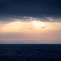 Marine horizon at sunrise with the sky threatening storm and the silhouette of a seagull flying.