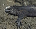 Marine Iguana Royalty Free Stock Photo