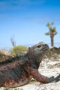 Marine iguana Royalty Free Stock Photo