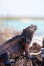 Marine iguana Royalty Free Stock Photo