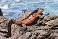 Marine iguana Royalty Free Stock Photo