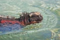 Marine iguana Royalty Free Stock Photo