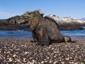 Marine Iguana