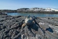 Marine Iguana